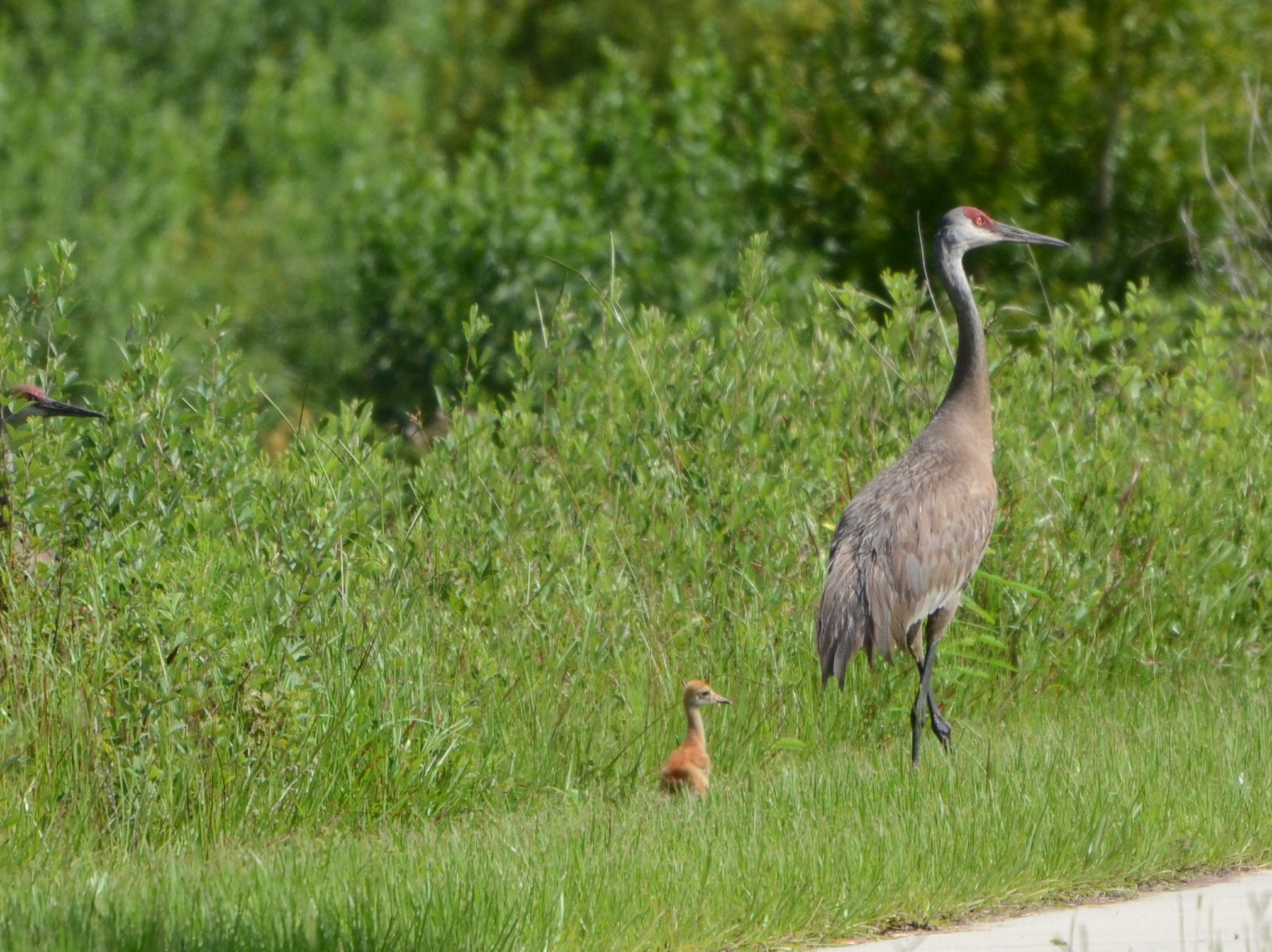 Jacksonville Birding, Bird Watching Jacksonville, FL