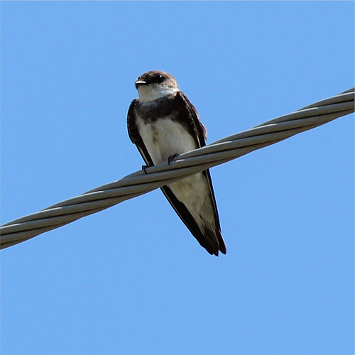 Bank Swallow