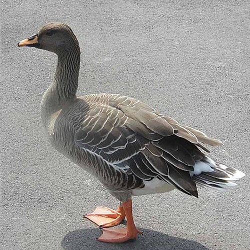 Bean Goose