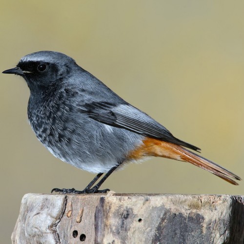 Black Redstart