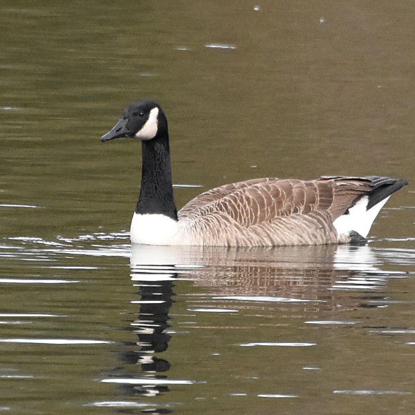 Canada Goose