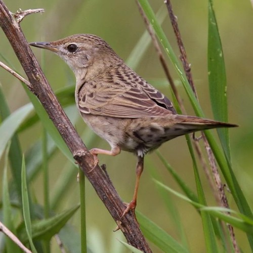 Common Grasshopper-Warbler