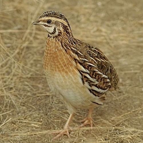 Common Quail