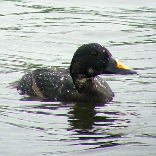 Common Scoter