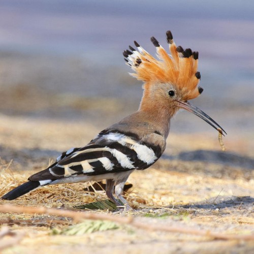 Eurasian Hoopoe