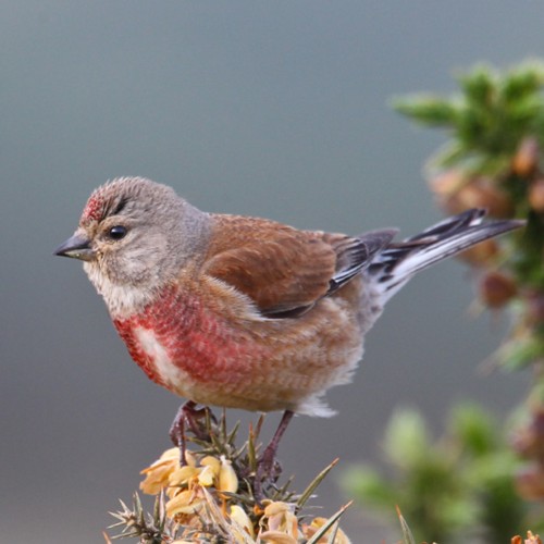 Eurasian Linnet