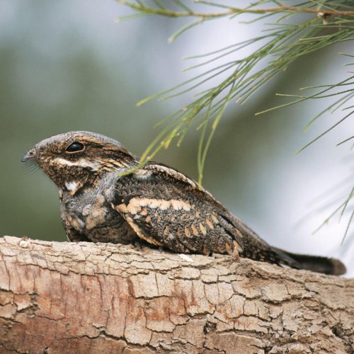 Eurasian Nightjar