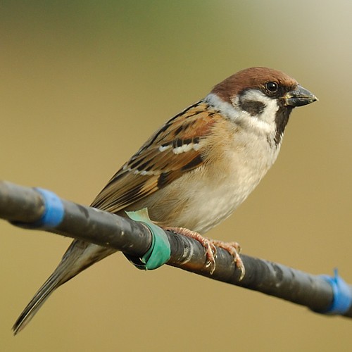 Eurasian Tree Sparrow