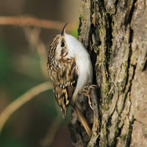 Eurasian Treecreeper