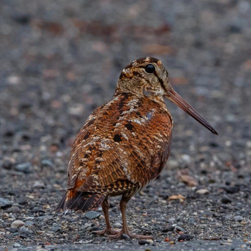 Eurasian Woodcock