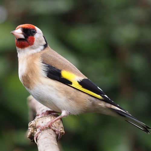 European Goldfinch