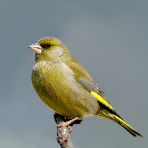 European Greenfinch