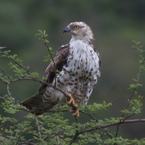 European Honey Buzzard