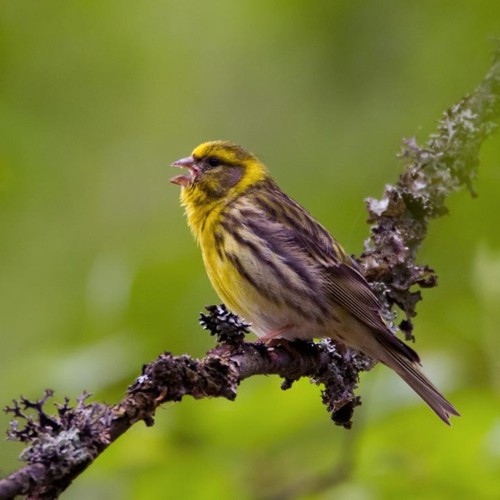 European Serin