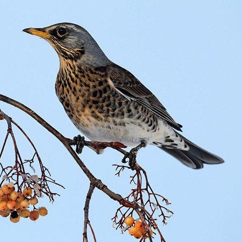 Fieldfare