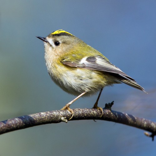 Goldcrest