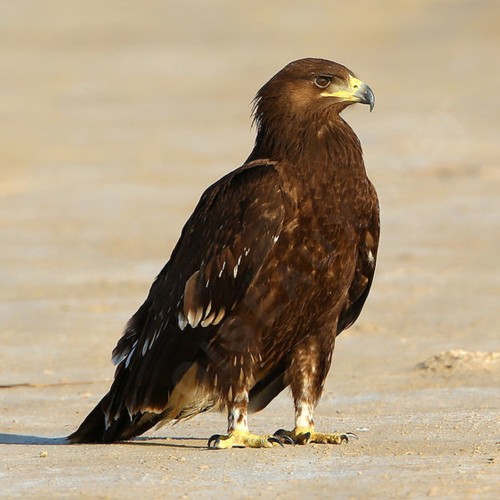 Greater Spotted Eagle