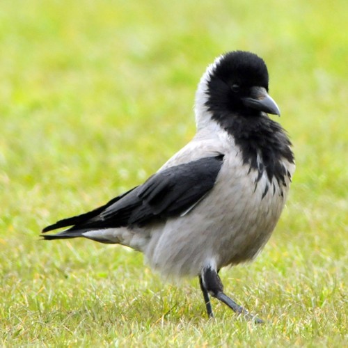 Hooded Crow