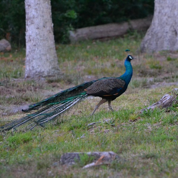 indian_peafowl