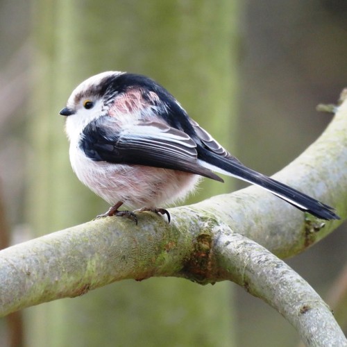 Long-tailed Tit