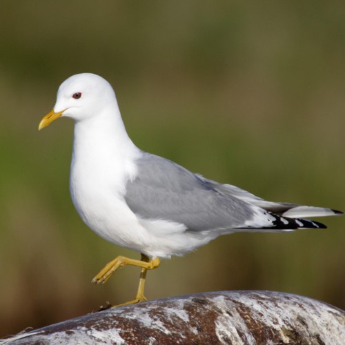 Mew Gull