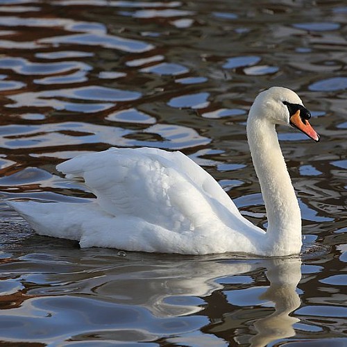 Mute Swan