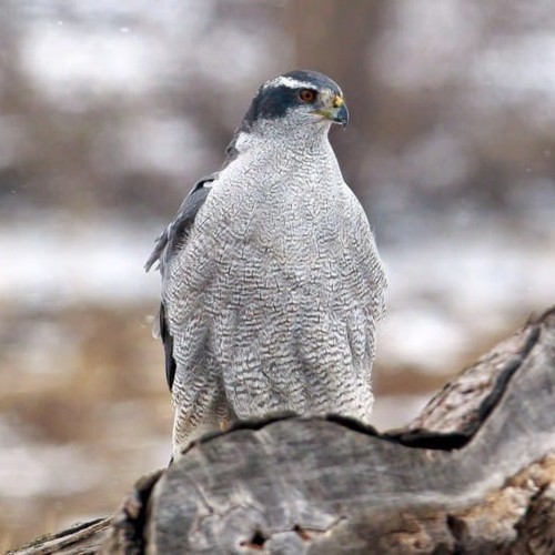 Northern Goshawk