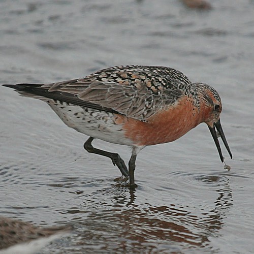 Red Knot