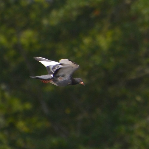 Rock Pigeon