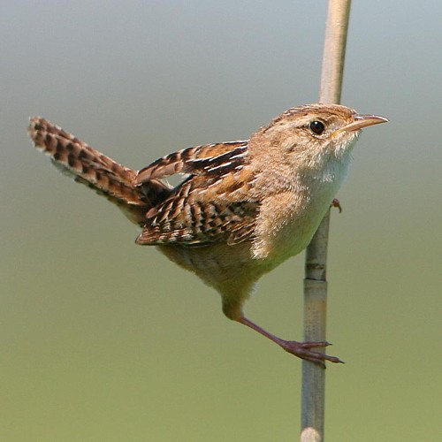 sedge_wren