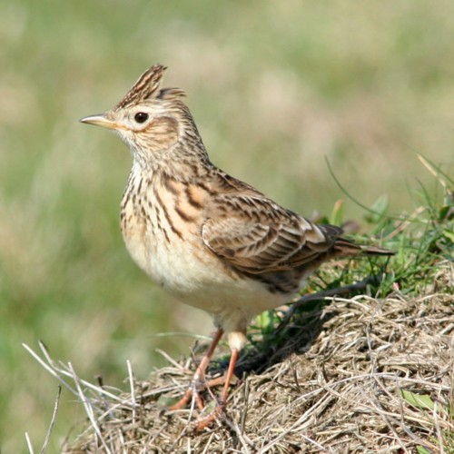 Sky Lark