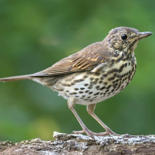 Song Thrush