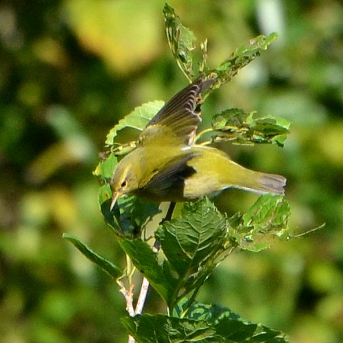 tennessee_warbler