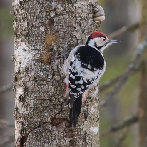 White-backed Woodpecker