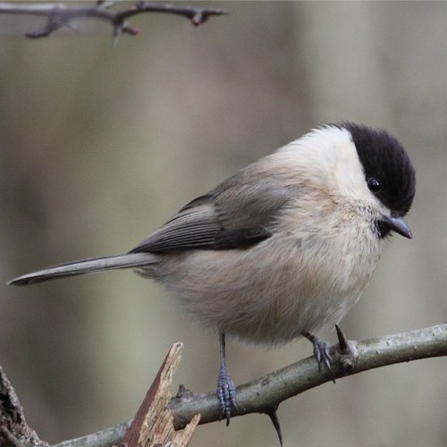 Willow Tit