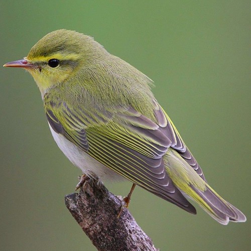 Wood Warbler