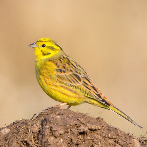 Yellowhammer