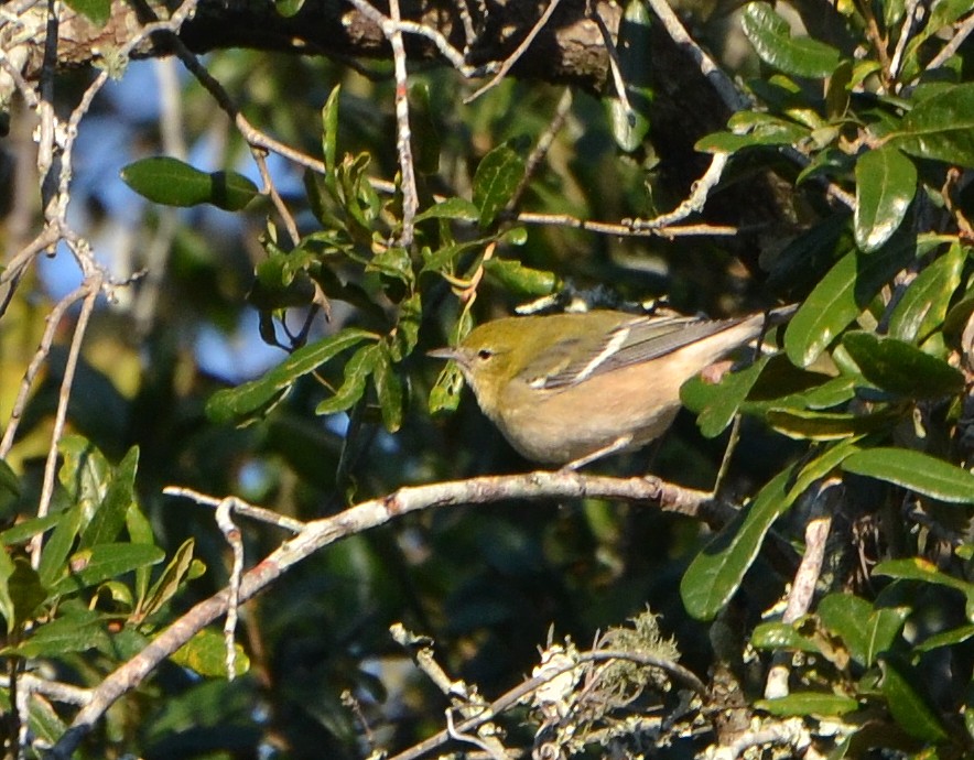 Bay-breasted Warbler - ©JaxBirding.com Bay-breasted Warbler
