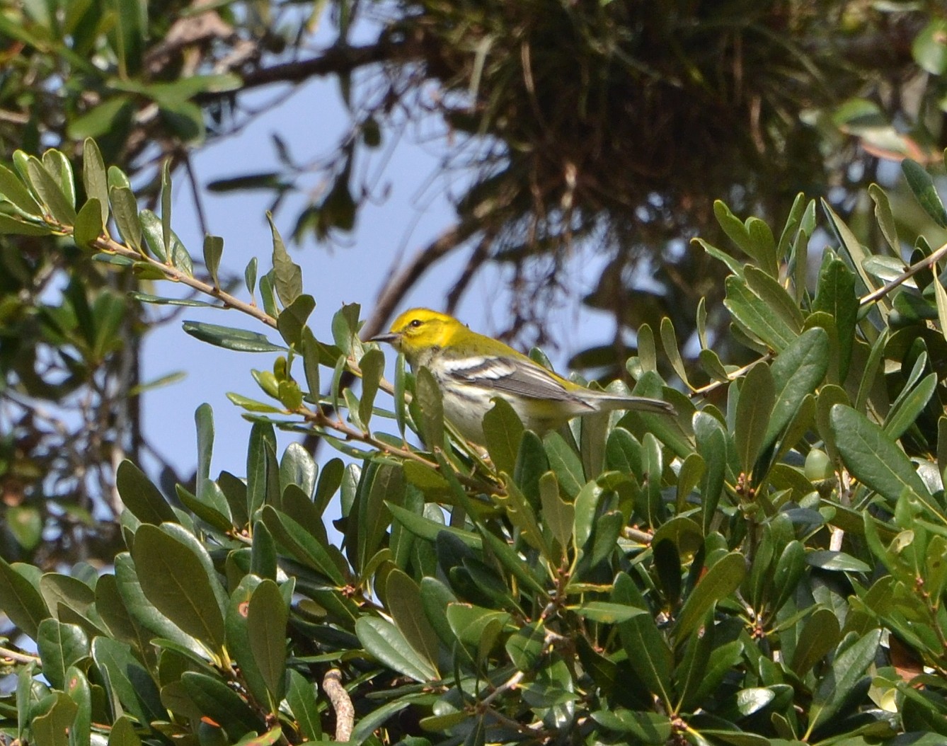 Black-throated Green Warbler - ©JaxBirding.com Black-throated Green Warbler