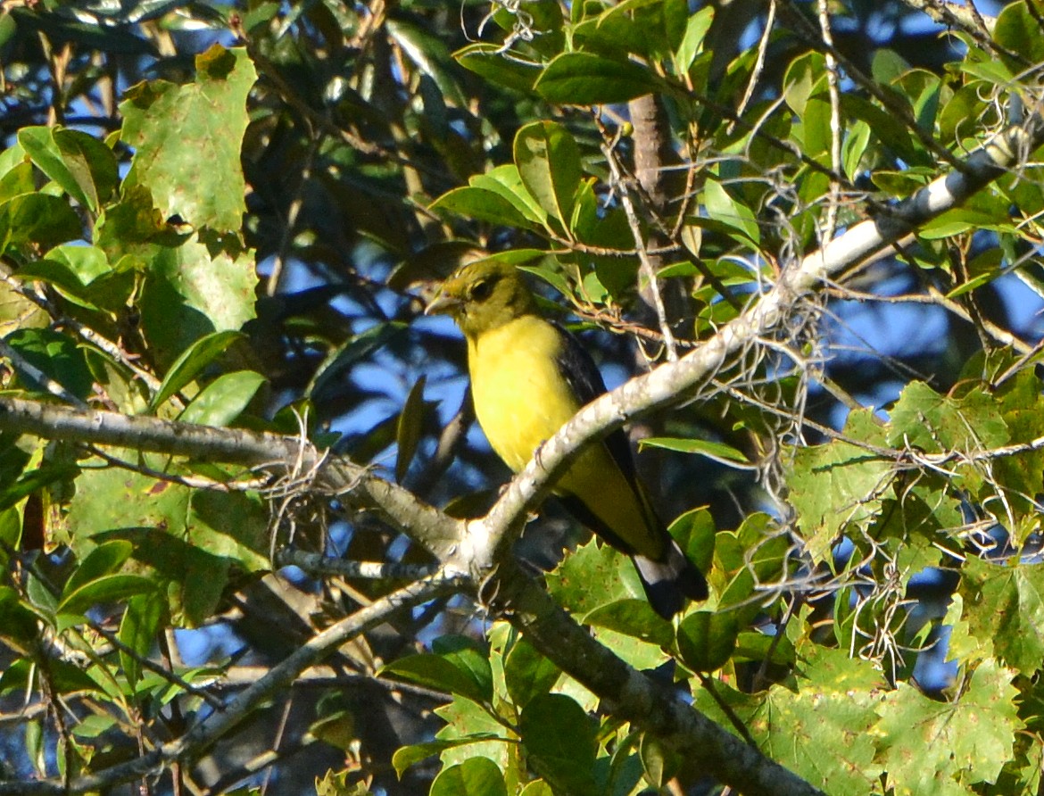 Scarlet Tanager - ©JaxBirding.com Scarlet Tanager