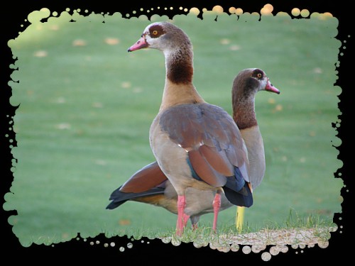 Egyptian goose