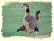 Egyptian goose