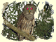 Barred Owl