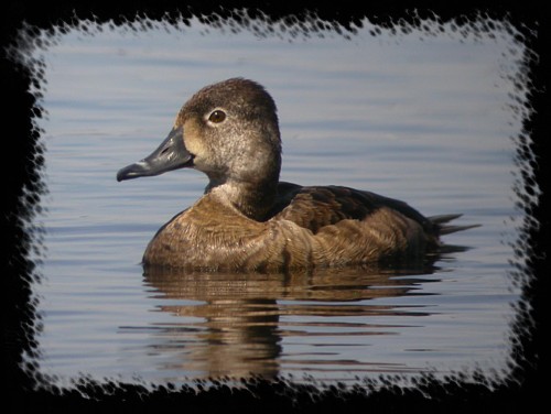 Ring-necked duck