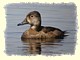 Ring-necked duck